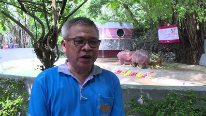 Un hippopotame de Bangkok fête ses 50 ans