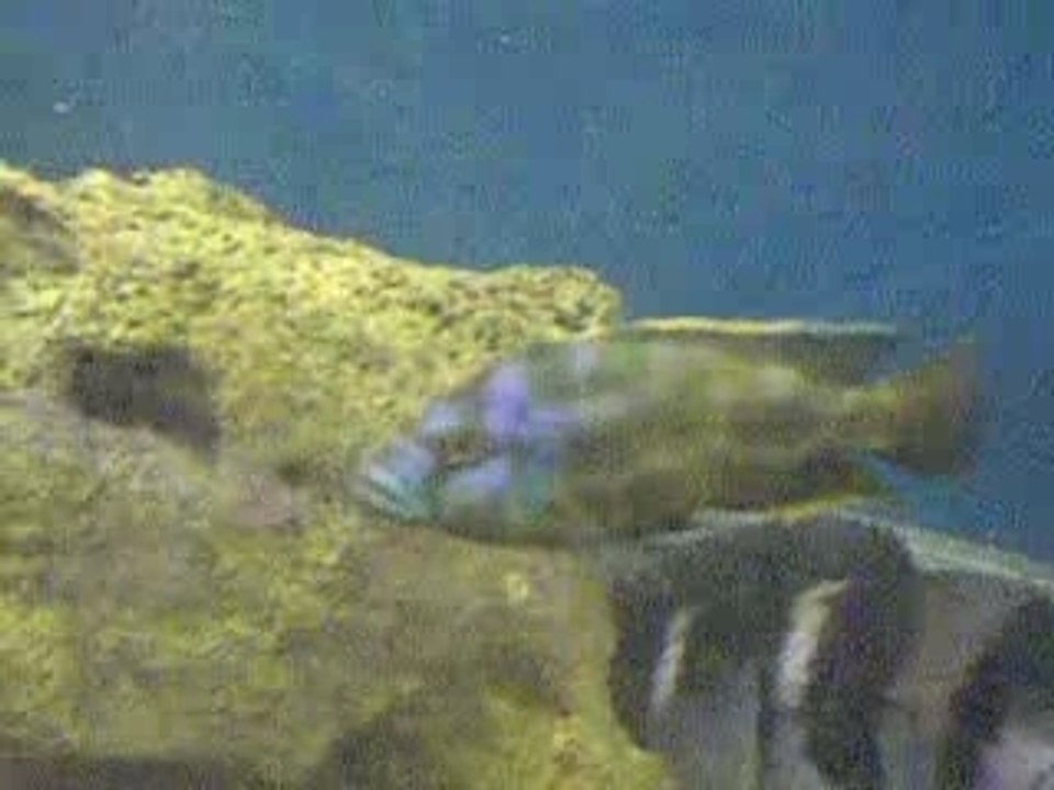 nimbochromis livingstoni f2