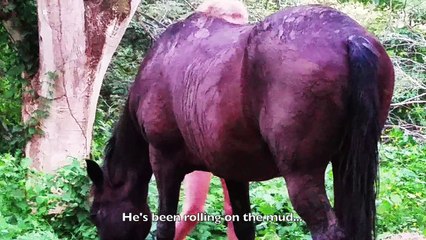 Uruguayos en Costa Rica 2016