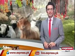 King of Asia Cow 2016 - Sohrab Goth Mandi 2016 - 8 Foot Tall, 55-60 Mon Meat.