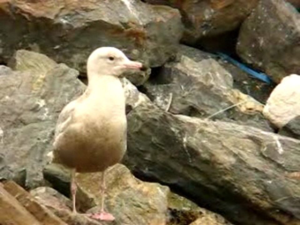 GLAUCOUS GULL