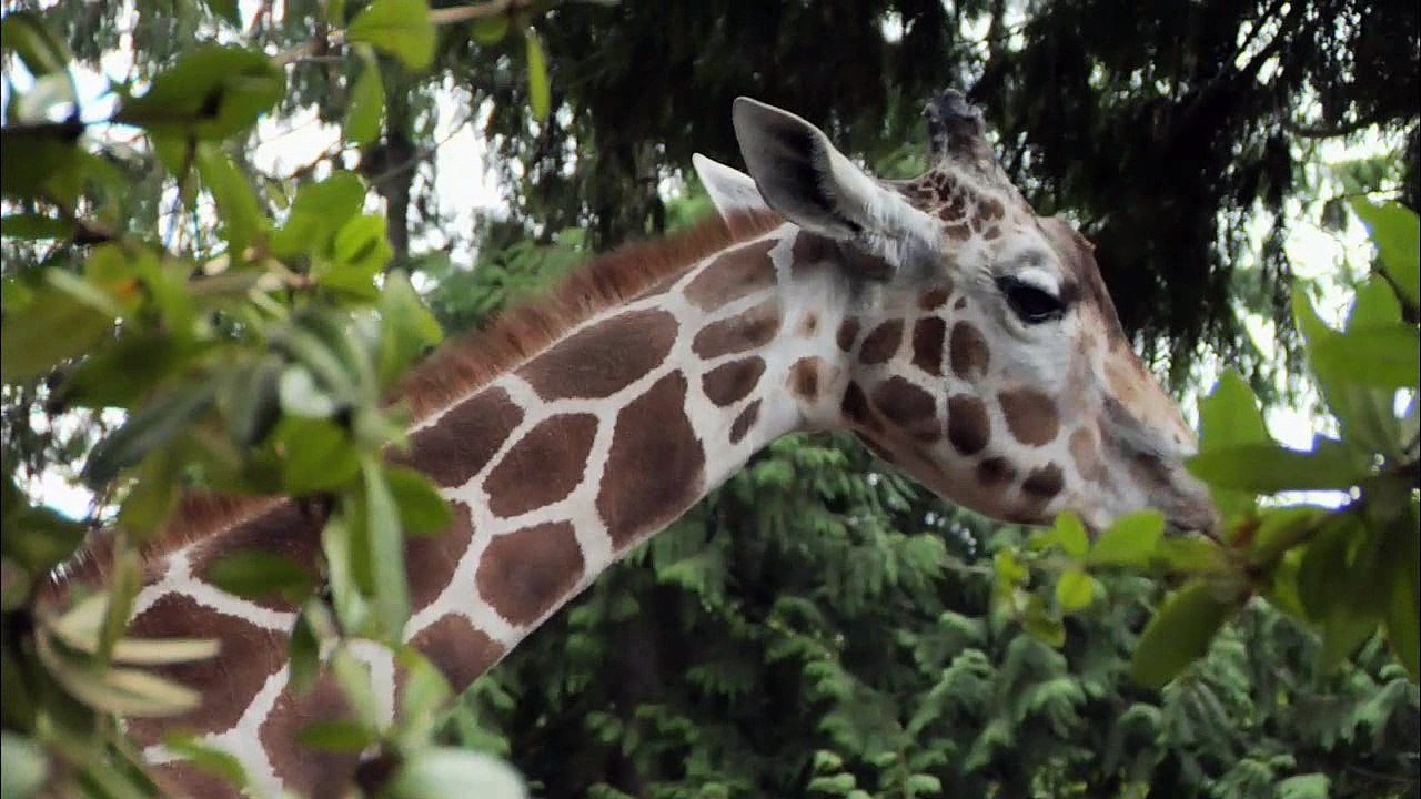 AVI OpenDML MPEG-4 SP (XVID) Progressive 24.00 HD 720p 16x9 MP3 (0x0055)