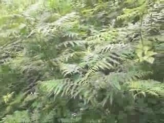Clip de la forêt sur gabriel