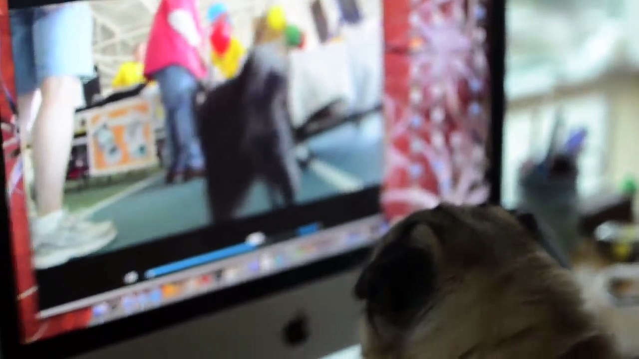 Pugs Are Awesome Part 2  Compilation