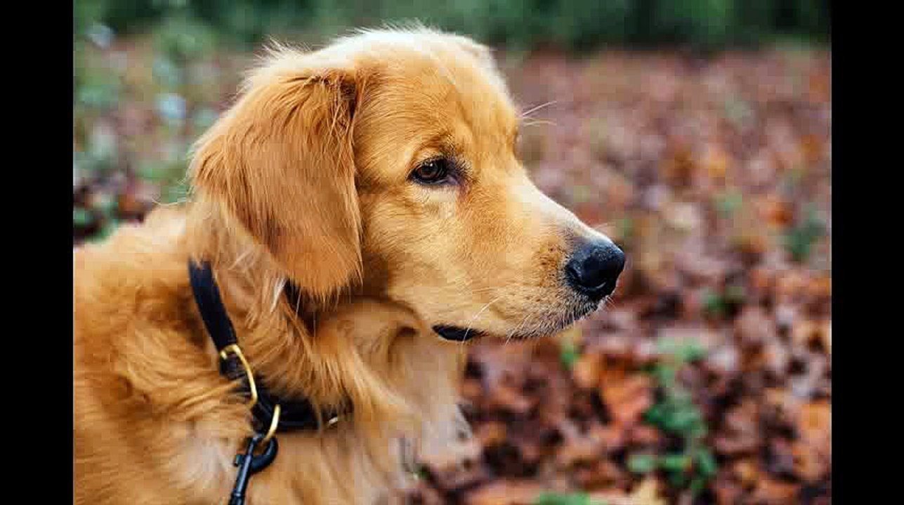 how to train a pitbull puppy basic commands