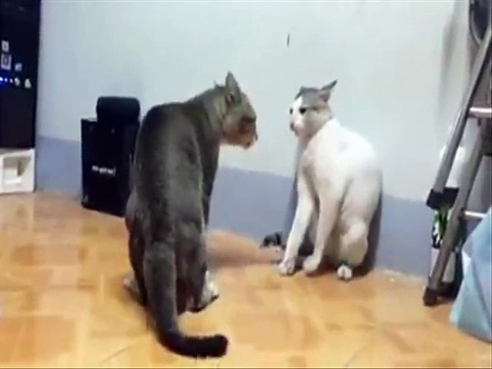 Dragon Cat Z