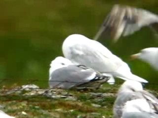 Iceland Gull with Herring Gulls 🐦