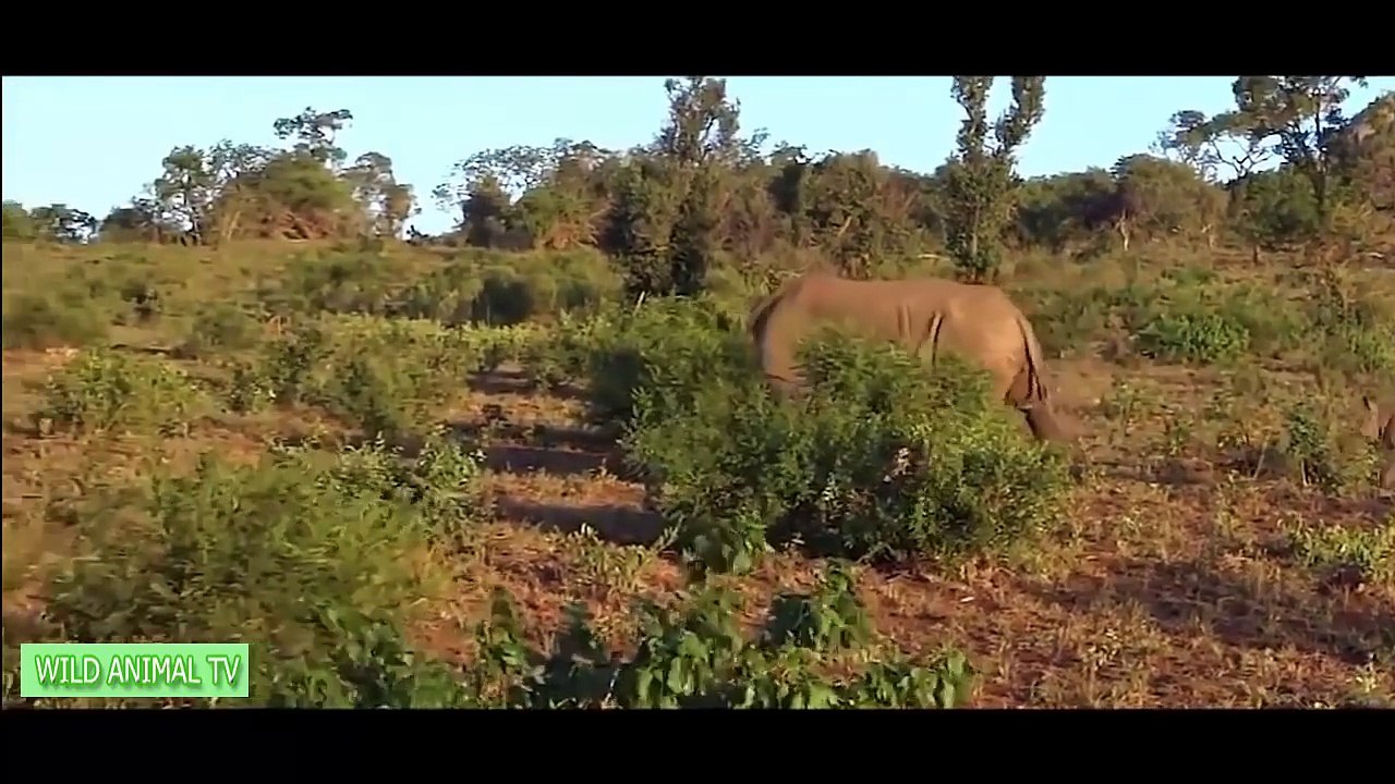 Lion vs Rhino & Lion vs Buffalo To Death # Real Fight Most Amazing Wild Animal Attacks