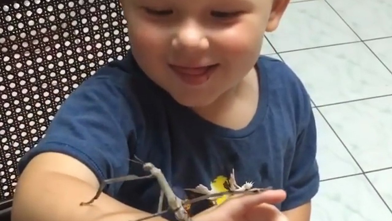Cet enfant de 3ans s'amuse avec un phasme baton énorme
