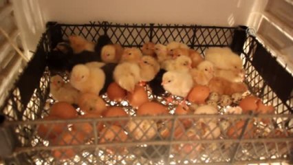 Buzdolabında "Keklik" ve "Bıldırcın" Üretiyorlar