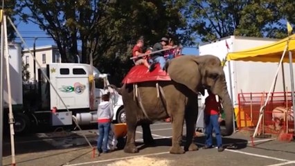 Un éléphant qui pète ça donne ça