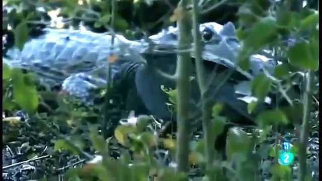 Increíbles Historias Comer Para Vivir | Documentales De Animales Completos En Español