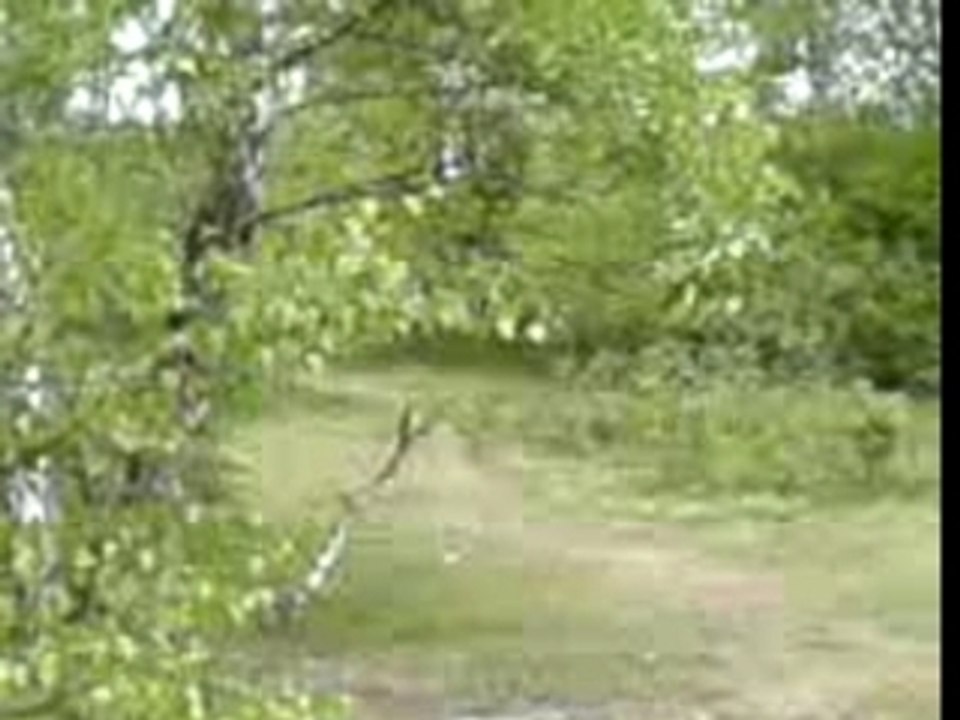 Mov00009