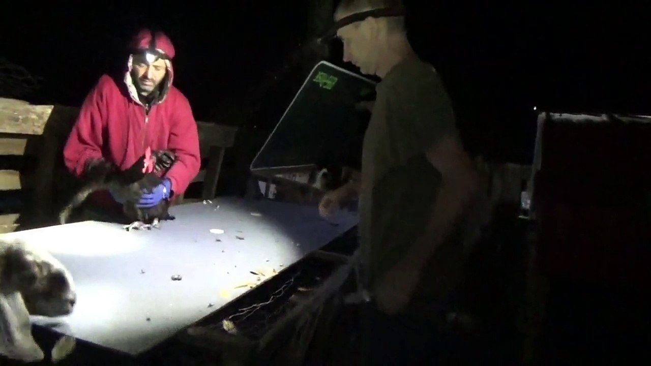 Horror Night In The Henhouse ~ The Barbers Revenge