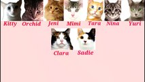 Eight Cats - So Nyuh Shi Dae (SNSD) CMV