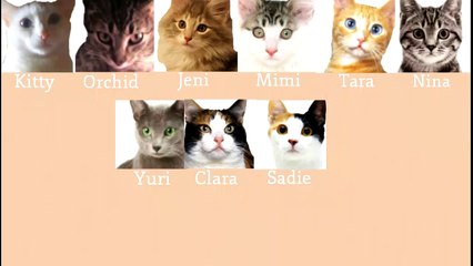 Eight Cats - GEE (SNSD) CMV