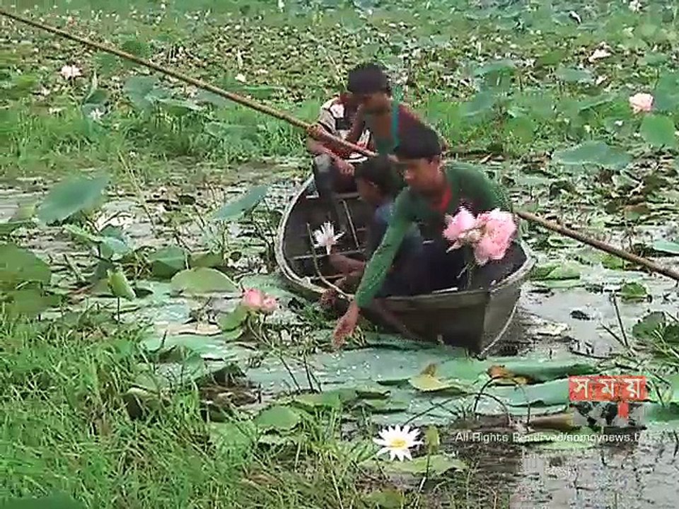 ব্রাহ্মণবাড়িয়ায় পদ্ম বিলের দৃশ্যে মুগ্ধ প্রকৃতি প্রেমীরা