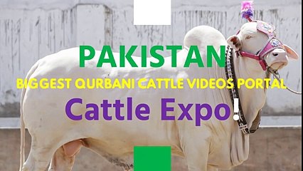 下载视频: Bakra Mandi    2016    2017    Karachi    Sohrab Goth Gai Mandi    Surti Cattle Bakra (2)