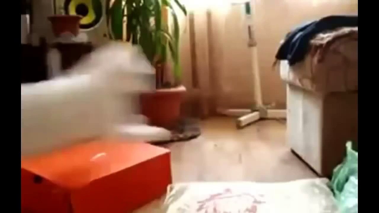 Funny cat videos