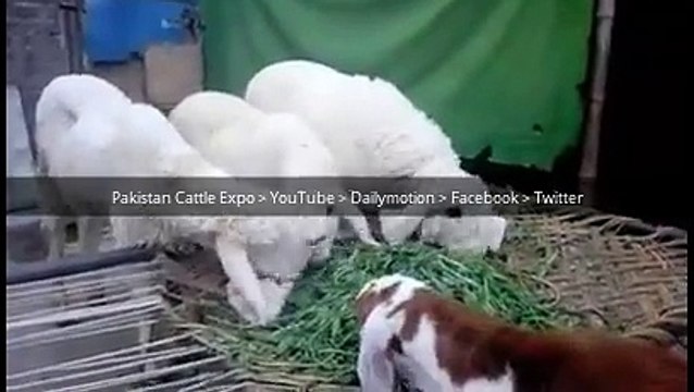 Beauiful Bakra Qurbani Goat farming in Pakistan