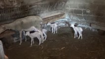 Koyun, Bir Batında 4 Kuzu Doğurdu