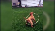 Ce chien croit faire du Hula hoop! ahaha