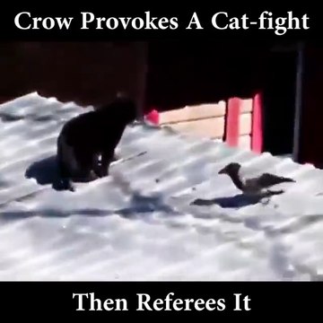 Ce corbeau vicieux va provoquer une bagarre de chats!