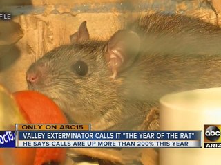Valley exterminator calls dubs 2016 the “year of the rat”