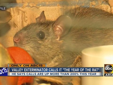 Valley exterminator calls dubs 2016 the “year of the rat”