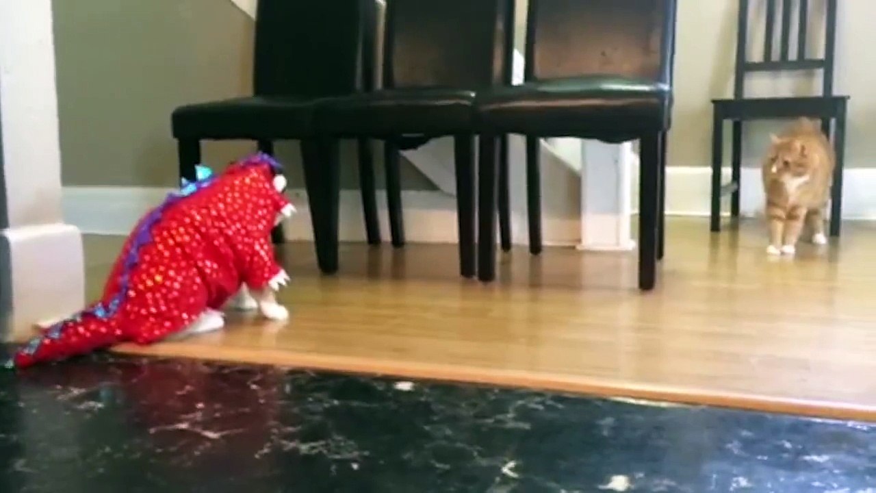 Cute Cat Has Hilarious Costume