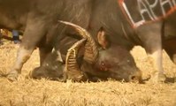 Most Amazing Buffalo Fight Part 4 - Best Animal Fighting Videos