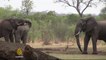 Zimbabwe seeks ivory ban removal