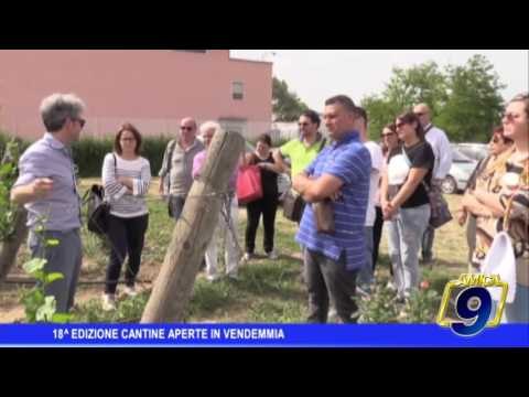 18° edizione Cantine aperte in vendemmia