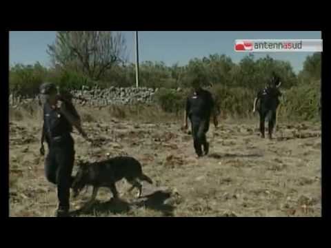 Tg antennasud 23 09 2016 Contadino muore dopo aver ingerito sostanza tossica, 40enne di Corato indag