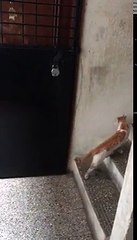 Un chat très bien élevé frappe à la porte pour se manifester