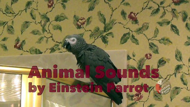 Parrot performs vast array of various animal sounds
