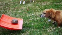 Dog extremely cautious of harmless turtle