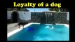 Loyalty of a Dog (santa-banta-group)