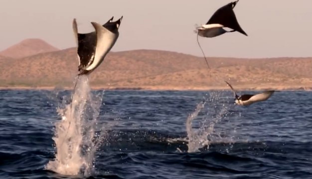 Des dizaines de raies font des sauts acrobatiques au dessus de l'eau !