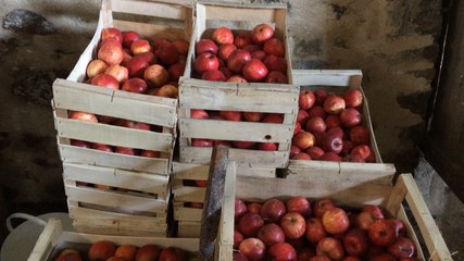 Fête de la pomme à Souvigné