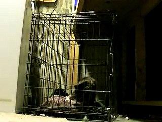 Le chat de Michael Scofield