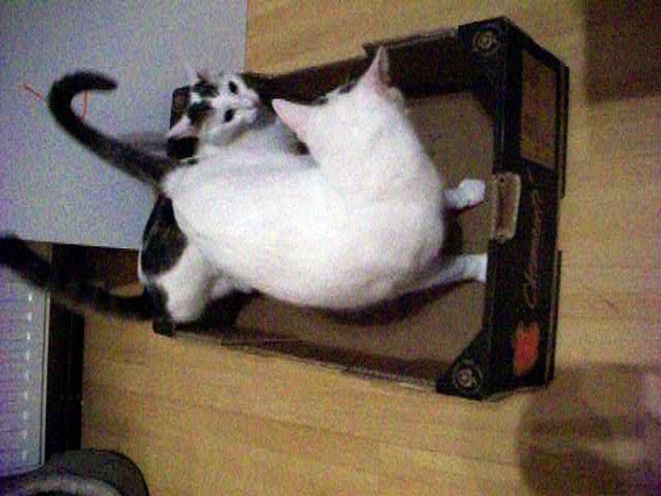 Harvey und Vinzent am 24.09.2016