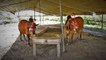 Family Cattle Farm | Charging Bulls | Kurbani Key Janwar | Lychee Orchards | Farm Animals in Lahore
