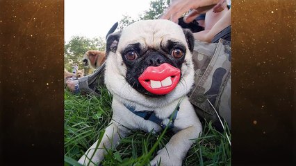 Most Funniest Photos of Dogs with Teeth Balls