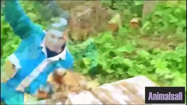 24 Cutest Cats Being Jerks Animals fails, Animals funny video 720p