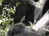 チンパンジーも木から落ちる