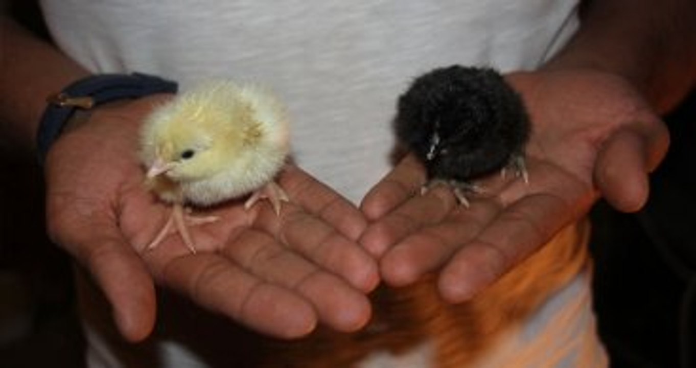 Buzdolabından Kuluçka Makinesi Yapıp "Keklik" ve "Bıldırcın" Ürettiler