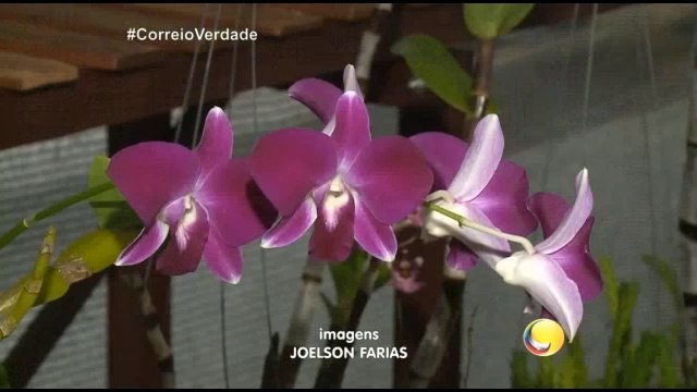Correio Verdade - 31ª Exposição Paraibana de Orquídeas, no Shopping Tambiá