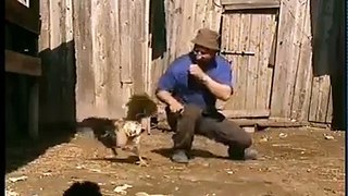 Funny Animals: That's Real Chicken Fight